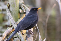 Blackbird perched on branches in serene nature